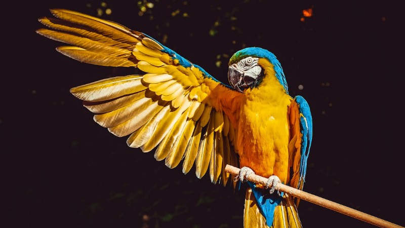 w h, tags: die - images.pexels.com