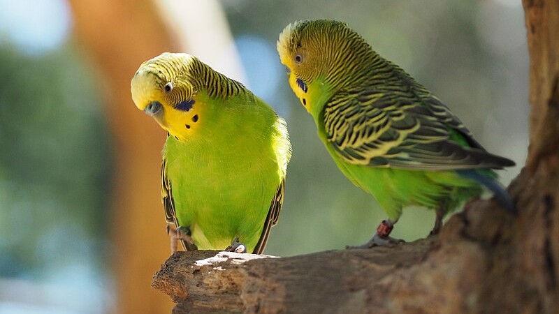 Budgerigars perched in a tree, tags: für und - CC BY-SA
