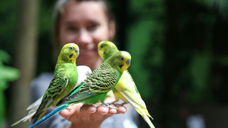 Colorful budgerigars perched on a woman's hand in a lush outdoor setting., tags: und - pexel