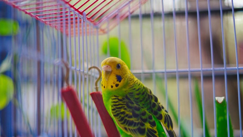 Close-up of a vibrant budgerigar perched inside a cage, showcasing vivid colors., tags: richtigen - pexel