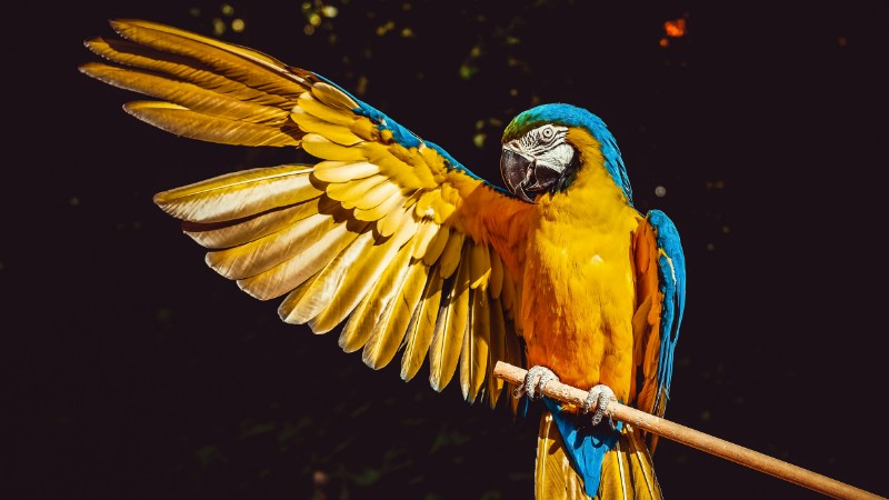 A stunning blue and yellow macaw with wings spread, perched gracefully on a wooden stick., tags: papageien - pexel