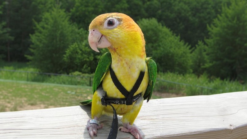 Juvenile White bellied Caique pet in a harness - Digital concept art for illustrative purpose, tags: das flügelstutzen bei - Monok