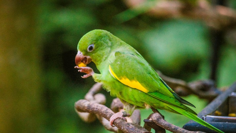 Colorful green parakeet perched on branch, eating against lush background., tags: und - pexel