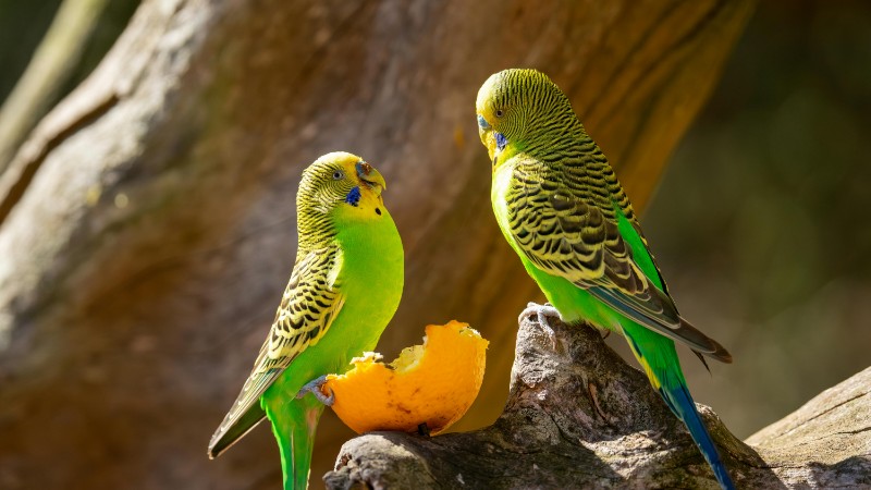 Two vibrant green budgerigars perched on a branch with an orange peel., tags: und - pexel