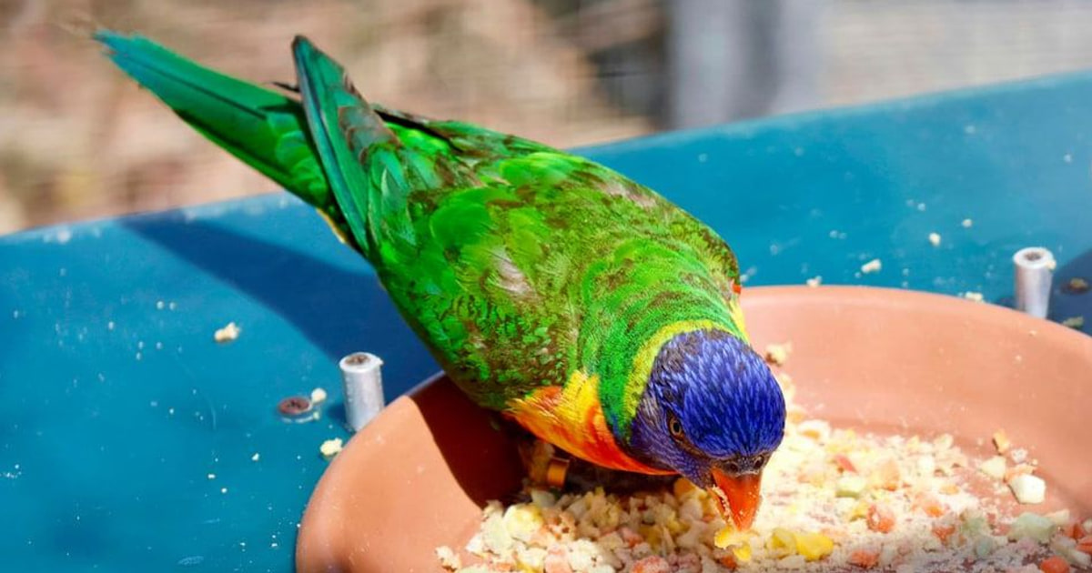 Wellensittich-Ernährungsgeheimnisse, die euren Vogel munter und gesund halten